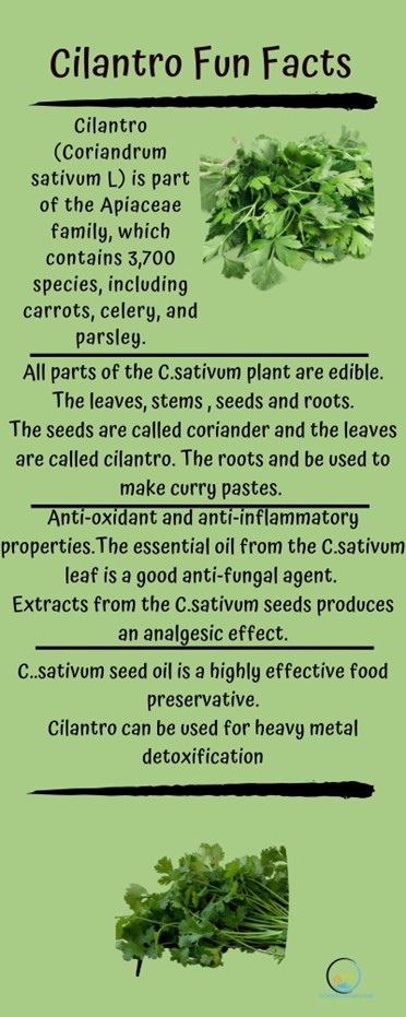 Cilantro Fun facts
