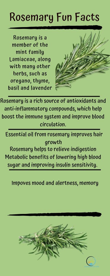 Rosemary Fun facts