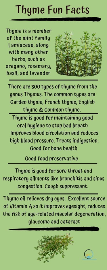 Thyme Fun Fact